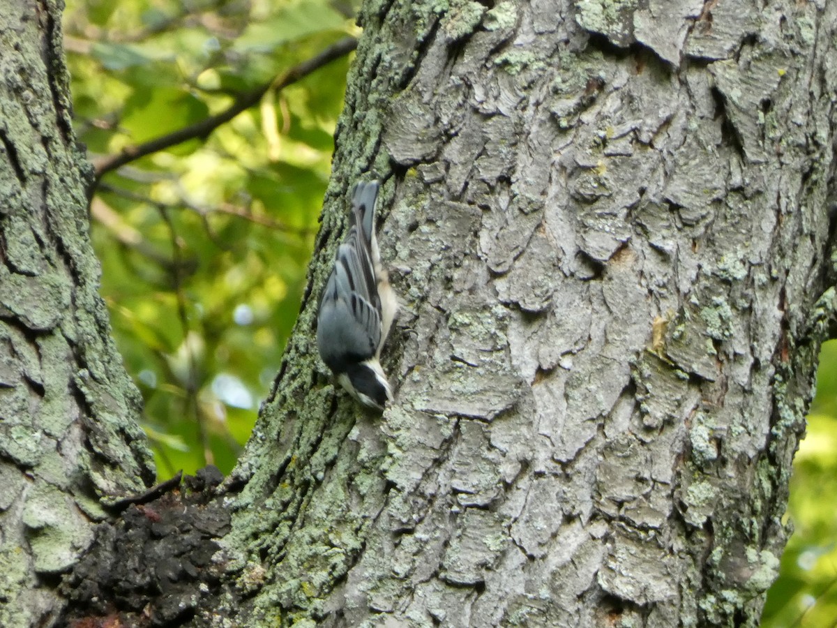 Sittelle à poitrine blanche (carolinensis) - ML646376135