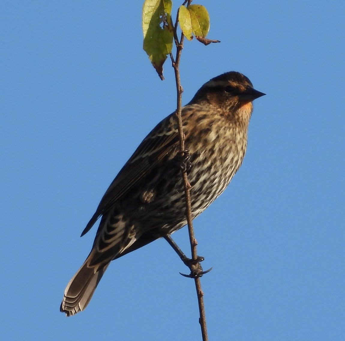 ハゴロモガラス - ML646376136