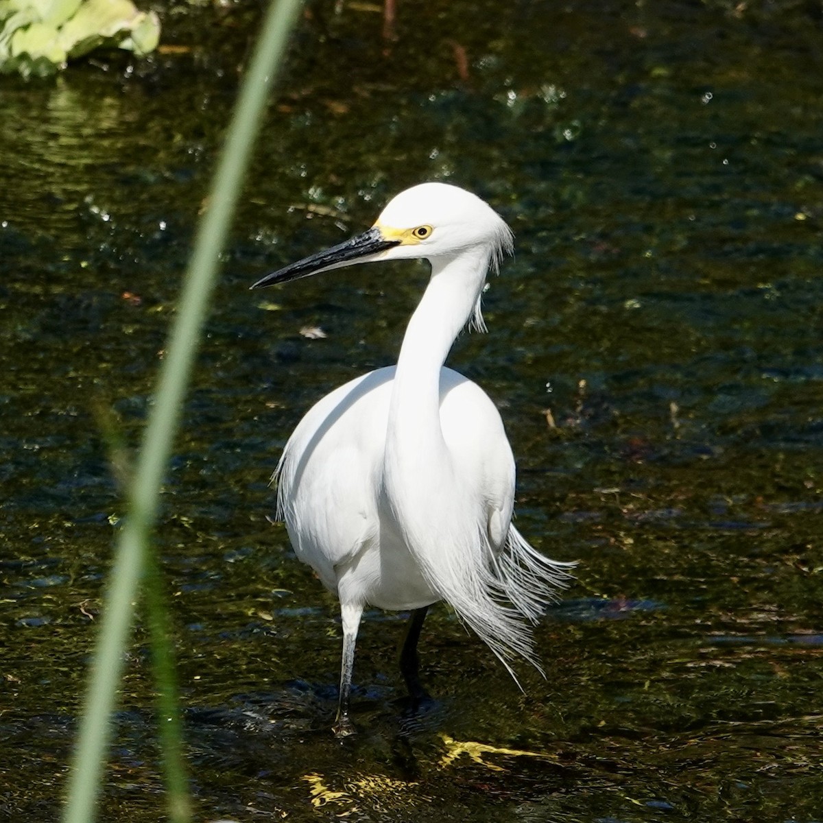 Snowy Egret - ML646376137