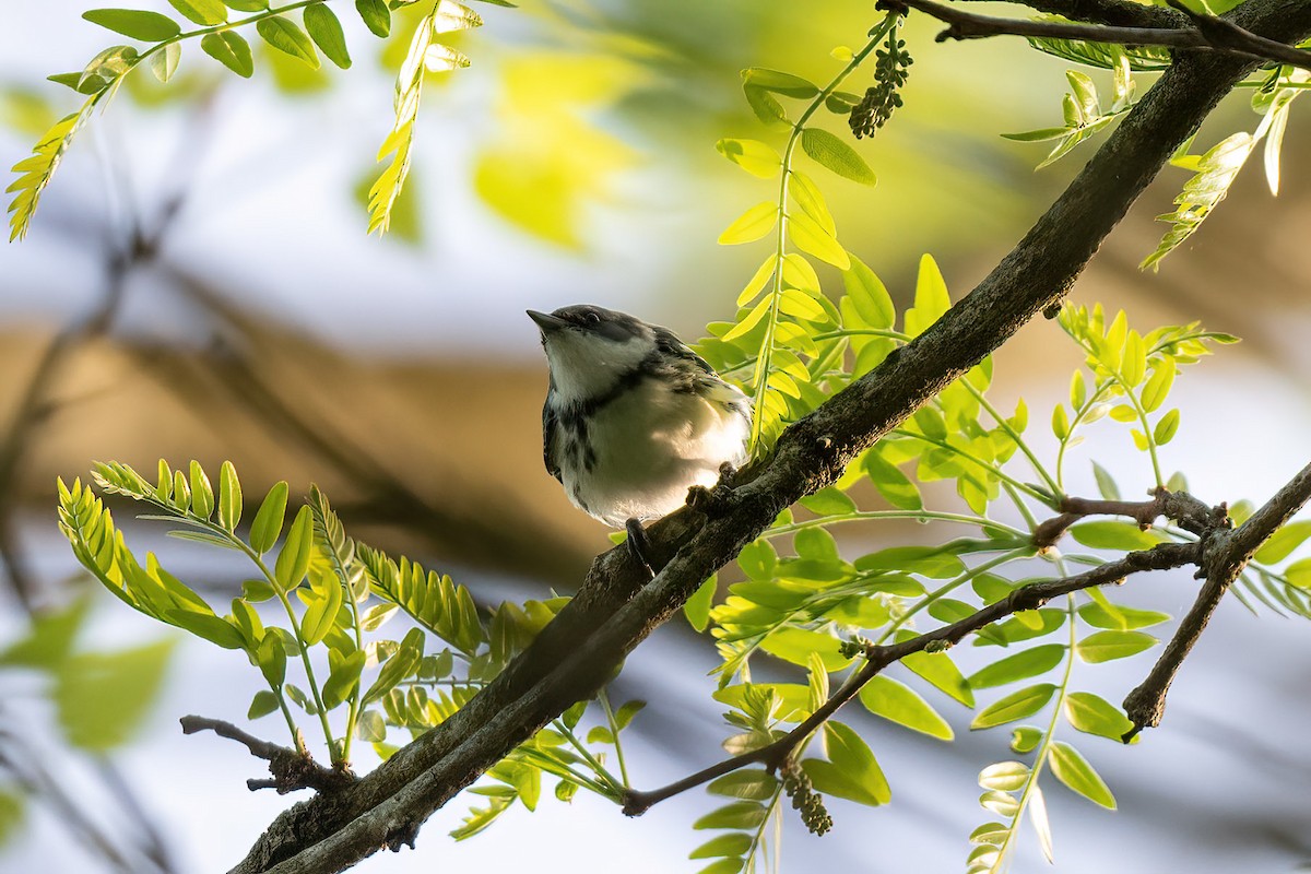Cerulean Warbler - ML646376139