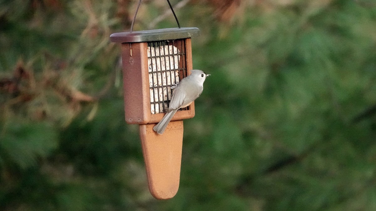 Tufted Titmouse - ML646376140