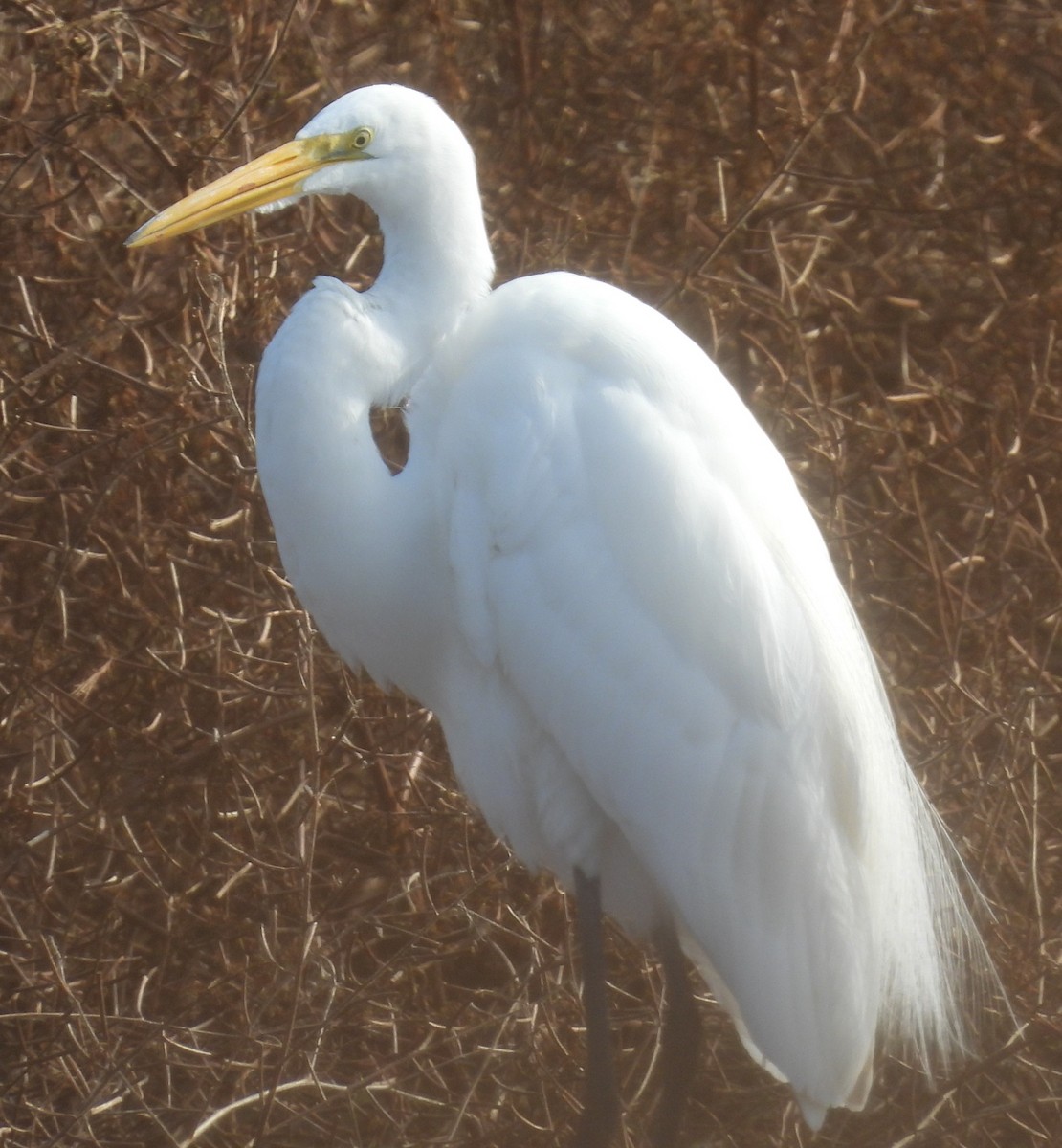 ダイサギ - ML646376141