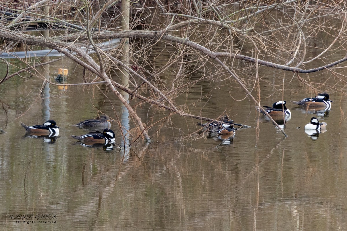Hooded Merganser - ML646376142