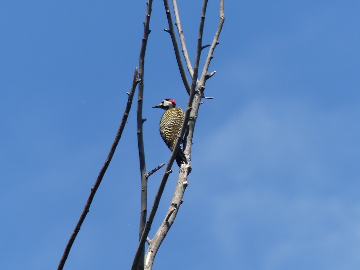 Green-barred Woodpecker - ML646376145