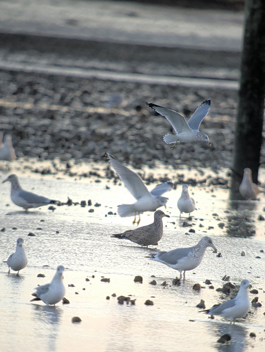 Ring-billed Gull - ML646376146