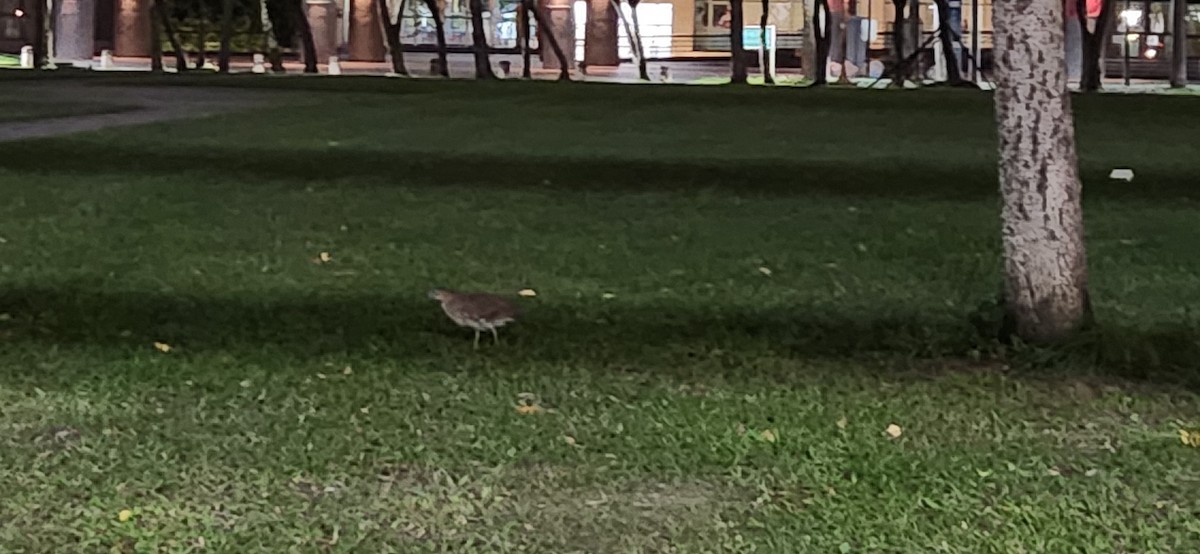 Malay Gece Balıkçılı - ML646376147