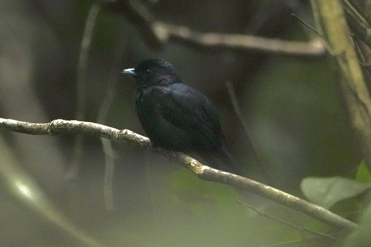 Black Manakin - ML646376148