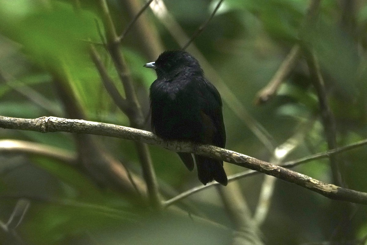 Black Manakin - ML646376149
