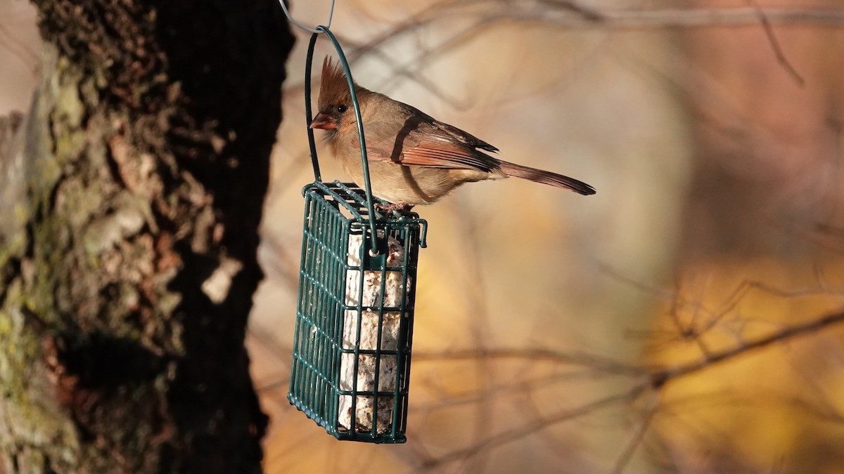 Northern Cardinal - ML646376150