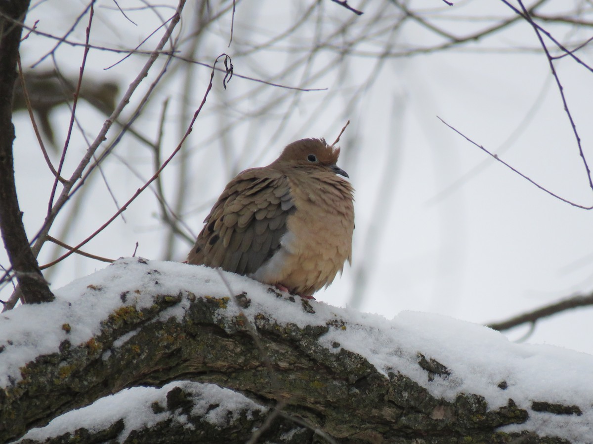 Zenaida Huilota - ML646376152