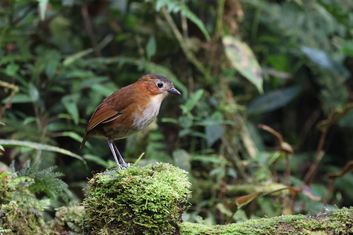 Мурашниця темноголова - ML646376156