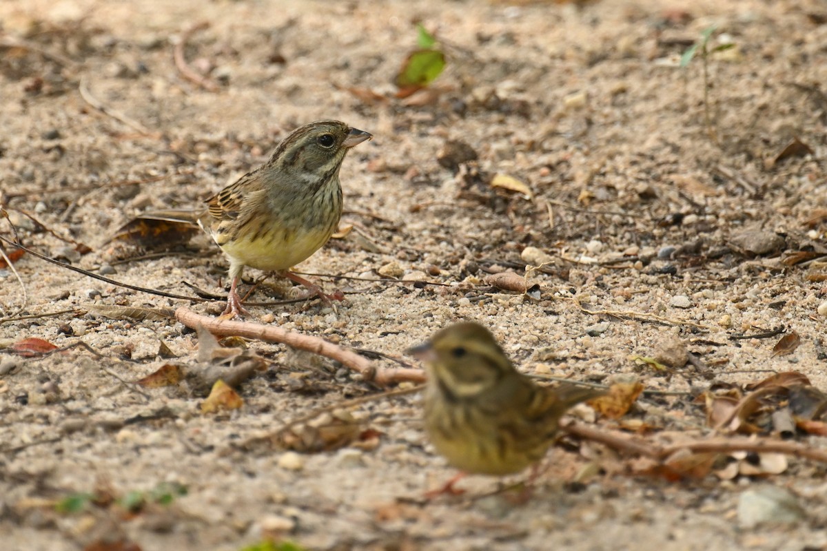 Black-faced Bunting - ML646376158