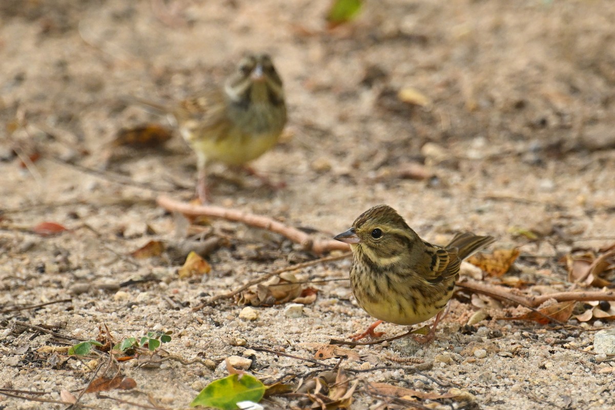 Black-faced Bunting - ML646376159