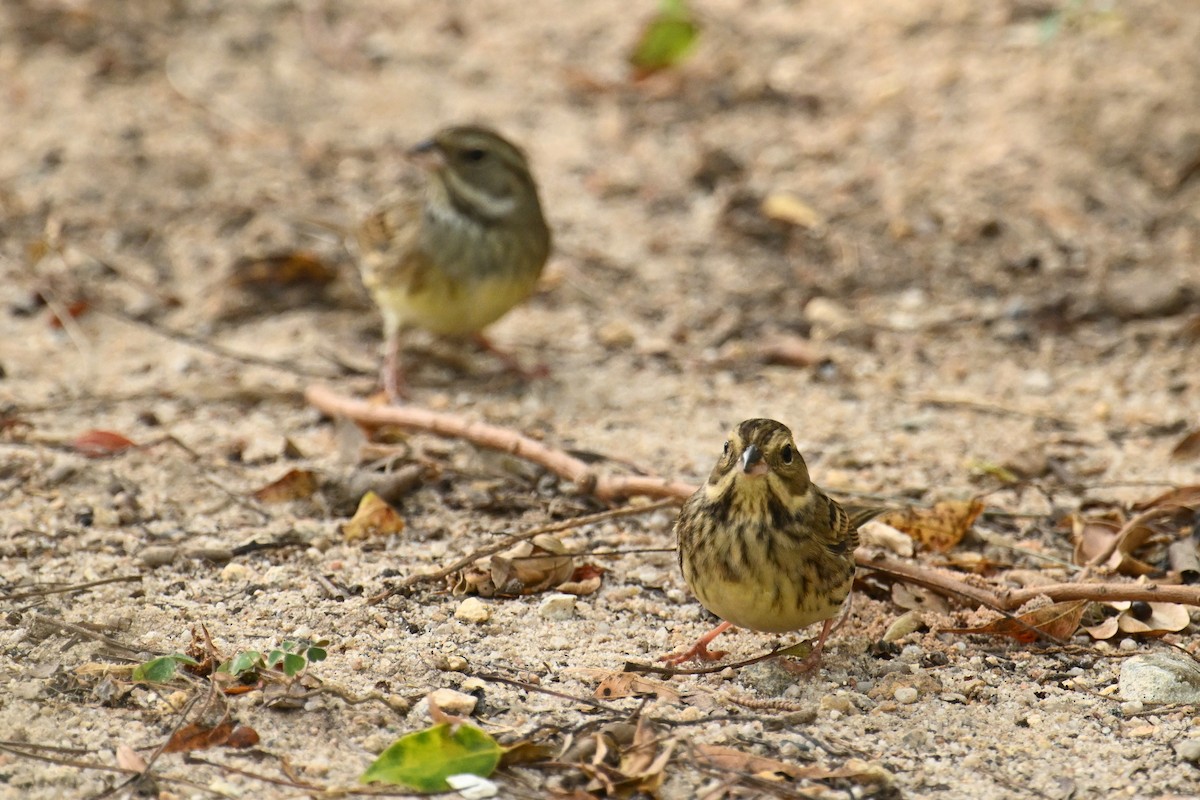 Black-faced Bunting - ML646376160