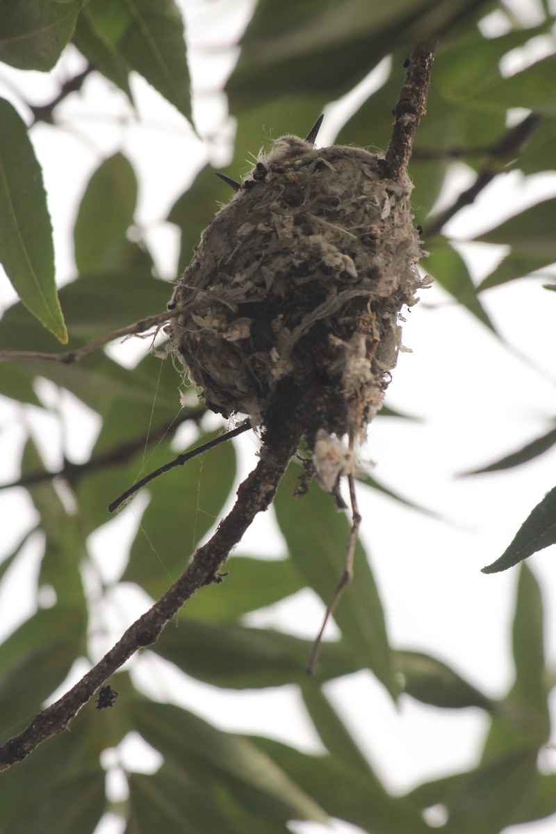 Oasis Hummingbird - ML646376161