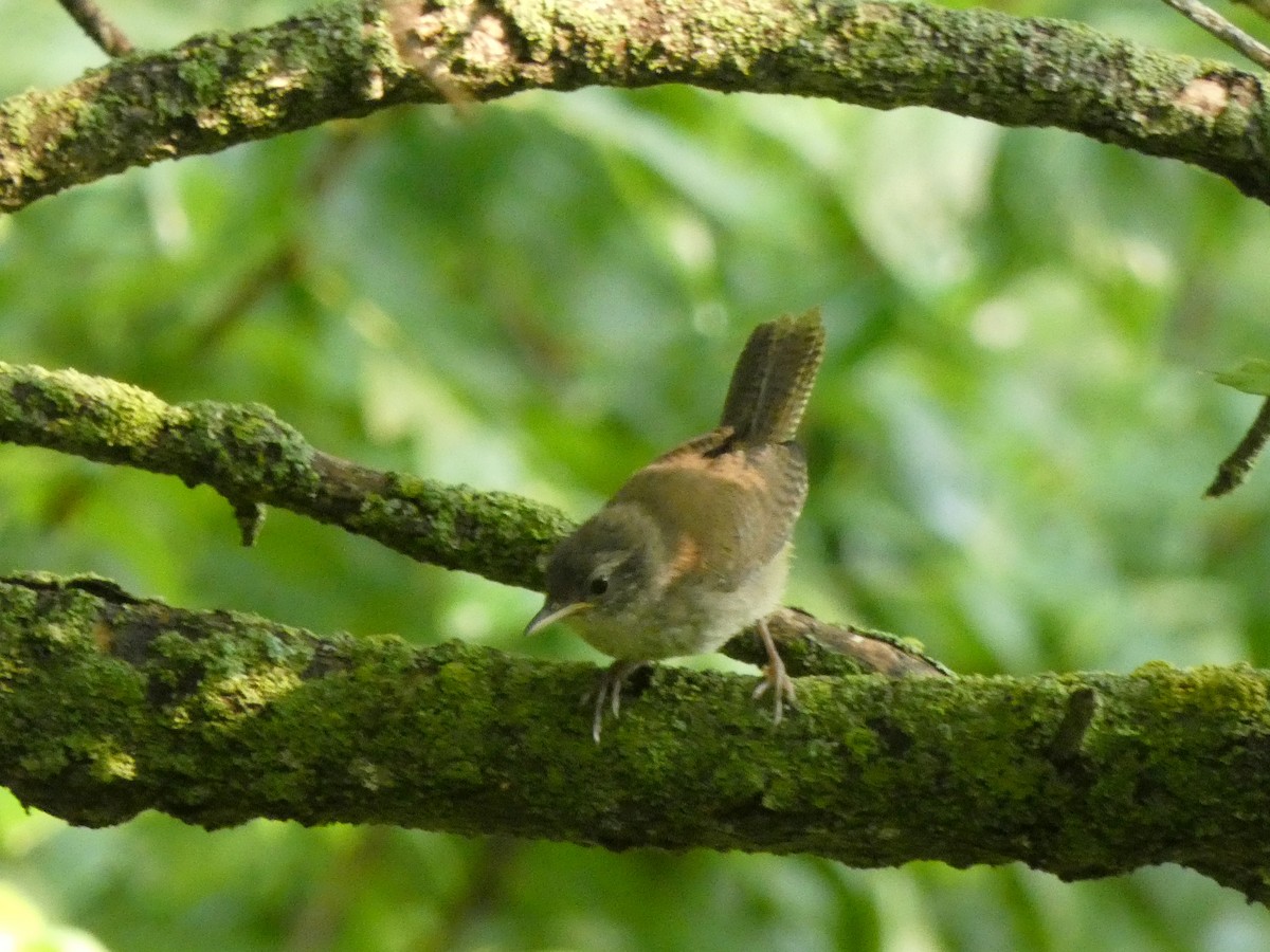 Northern House Wren (Northern) - ML646376162
