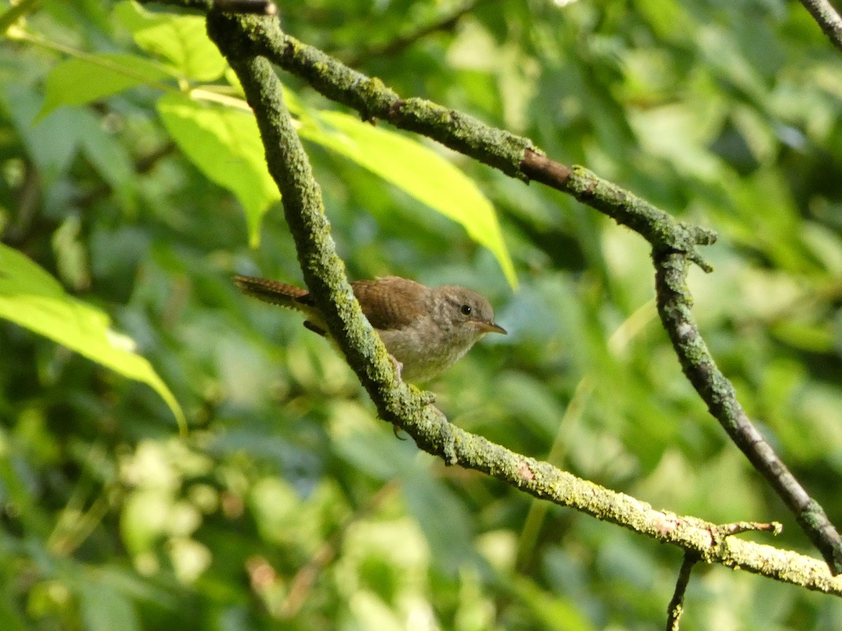 Northern House Wren (Northern) - ML646376163