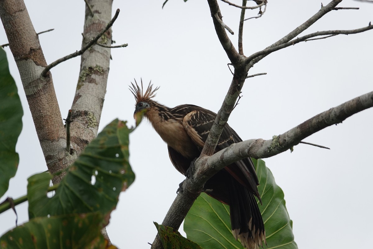 Гоацин - ML646376164