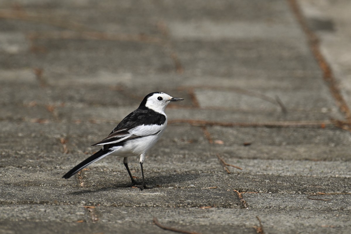 White Wagtail (Chinese) - ML646376166