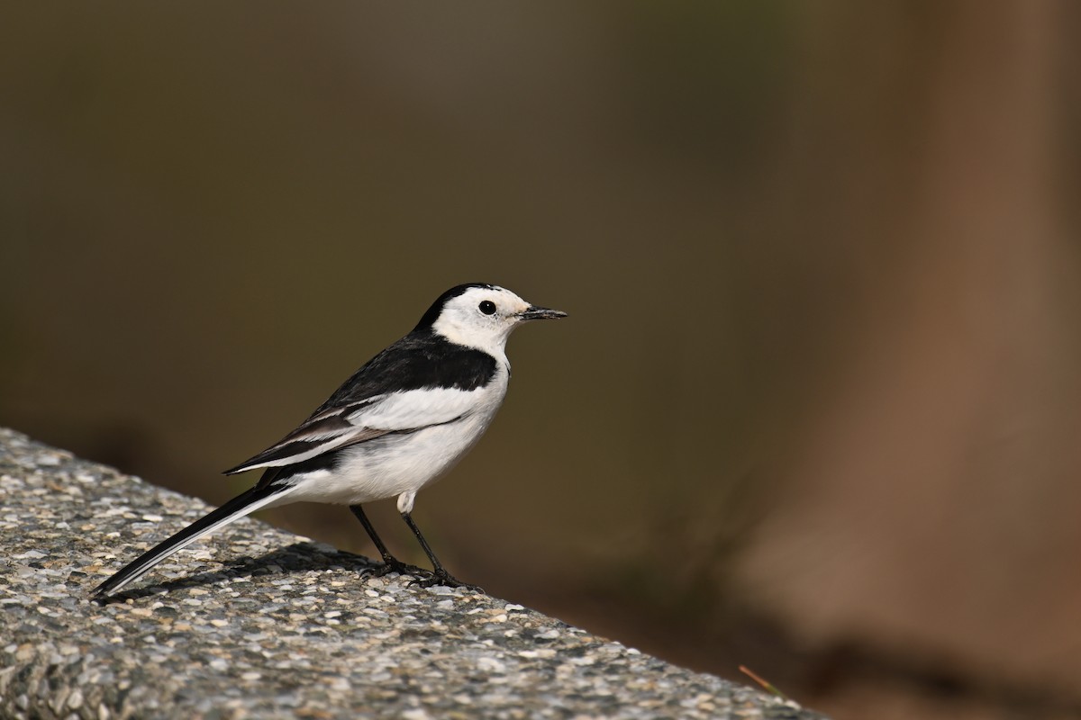 White Wagtail (Chinese) - ML646376167