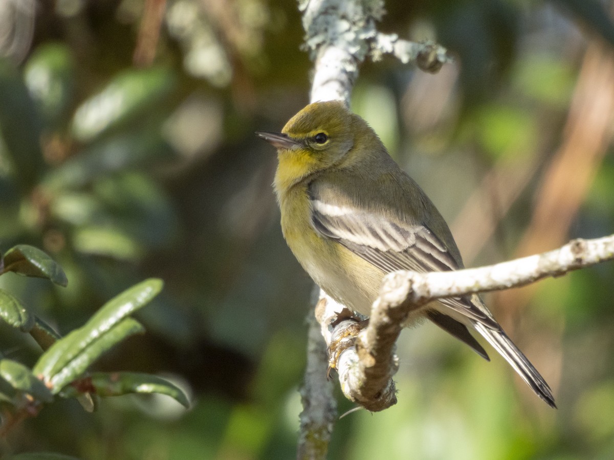Пісняр-лісовик сосновий - ML646376171