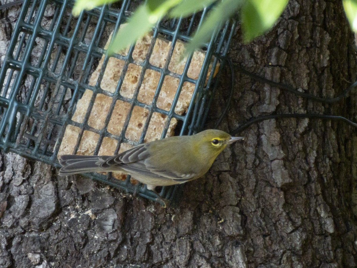 Пісняр-лісовик сосновий - ML646376172