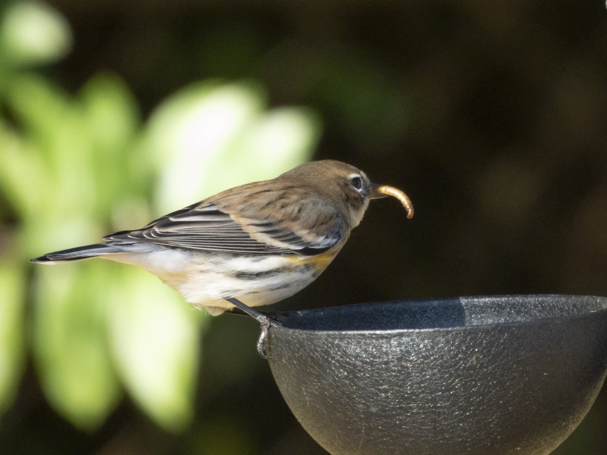 Пісняр-лісовик жовтогузий - ML646376174