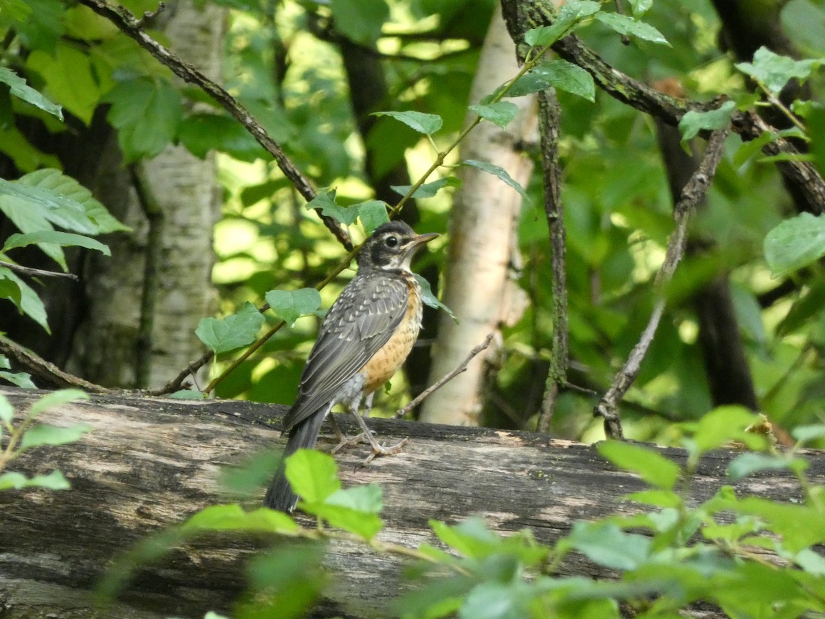 Дрізд мандрівний - ML646376175