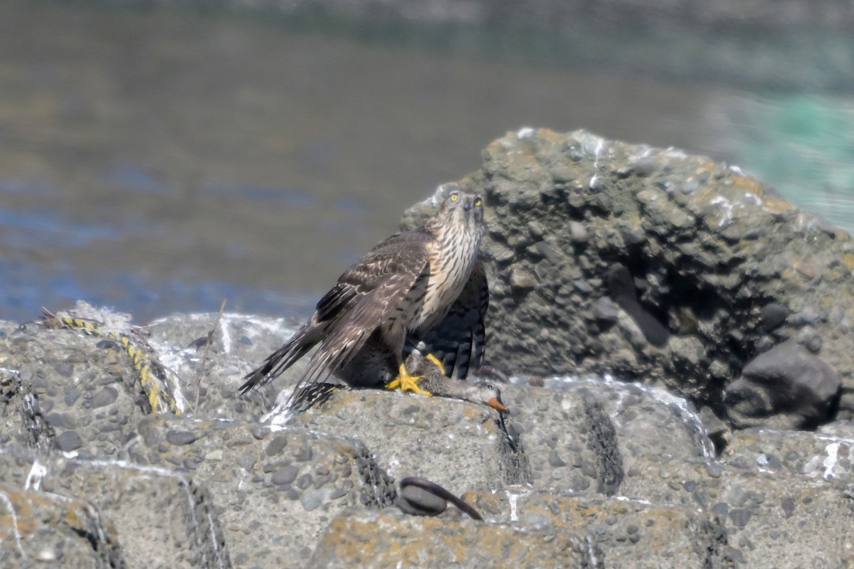 Яструб великий - ML646376177