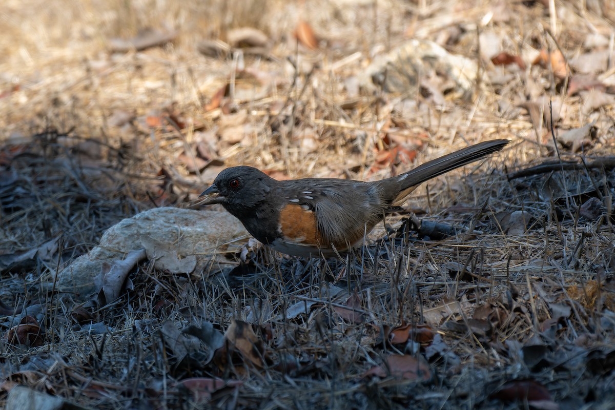Тауї плямистий - ML646376181