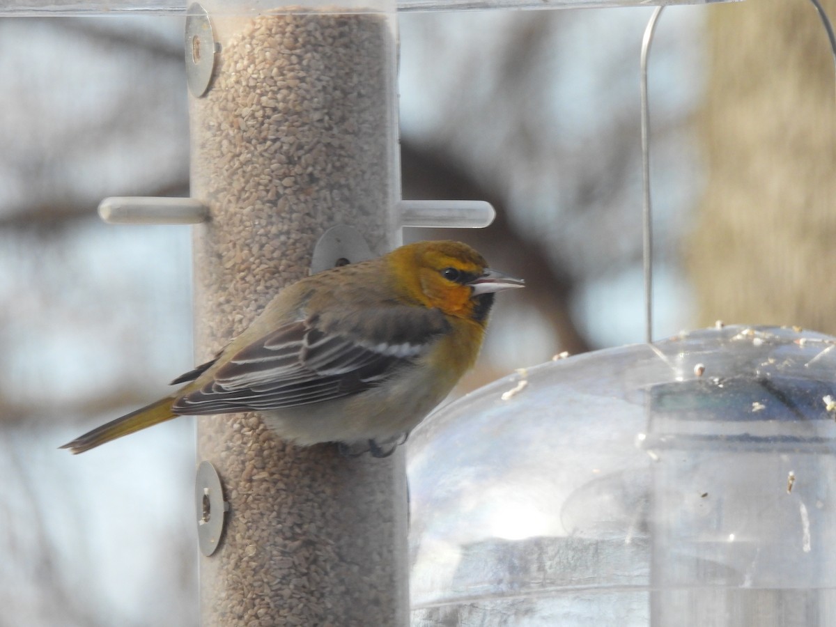 Трупіал золотощокий - ML646376183