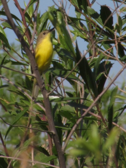 Дорадито аргентинський - ML646376184