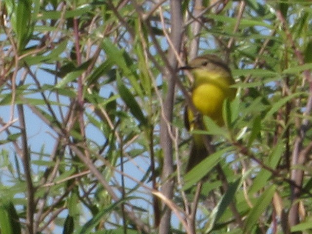 Дорадито аргентинський - ML646376185