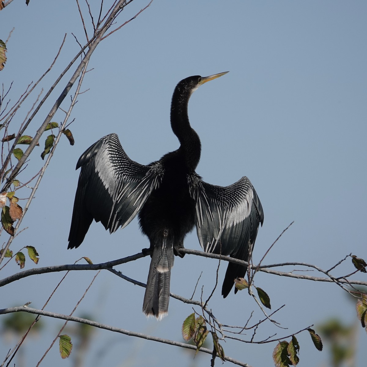 Змієшийка американська - ML646376187