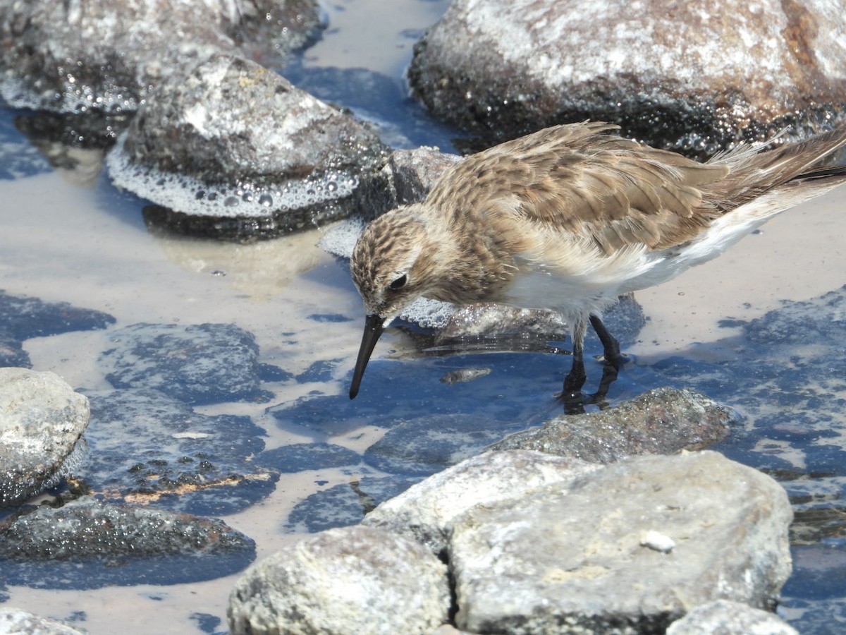 Побережник канадський - ML646376191