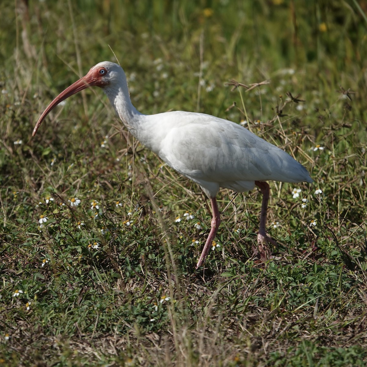 Ібіс білий - ML646376192