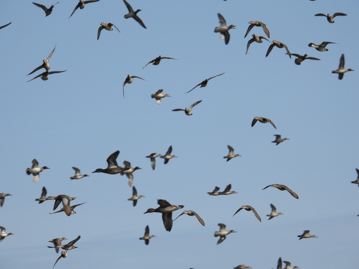 コガモ - ML646376193