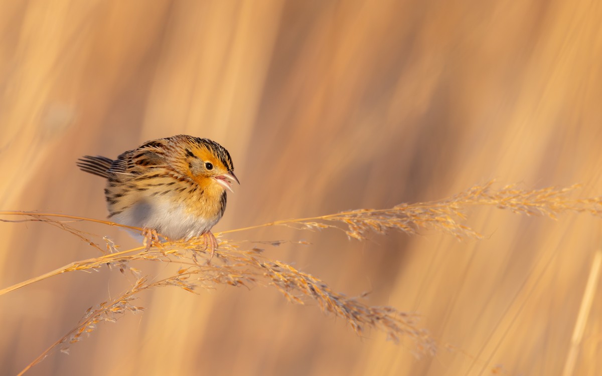 LeConte's Sparrow - ML646376195
