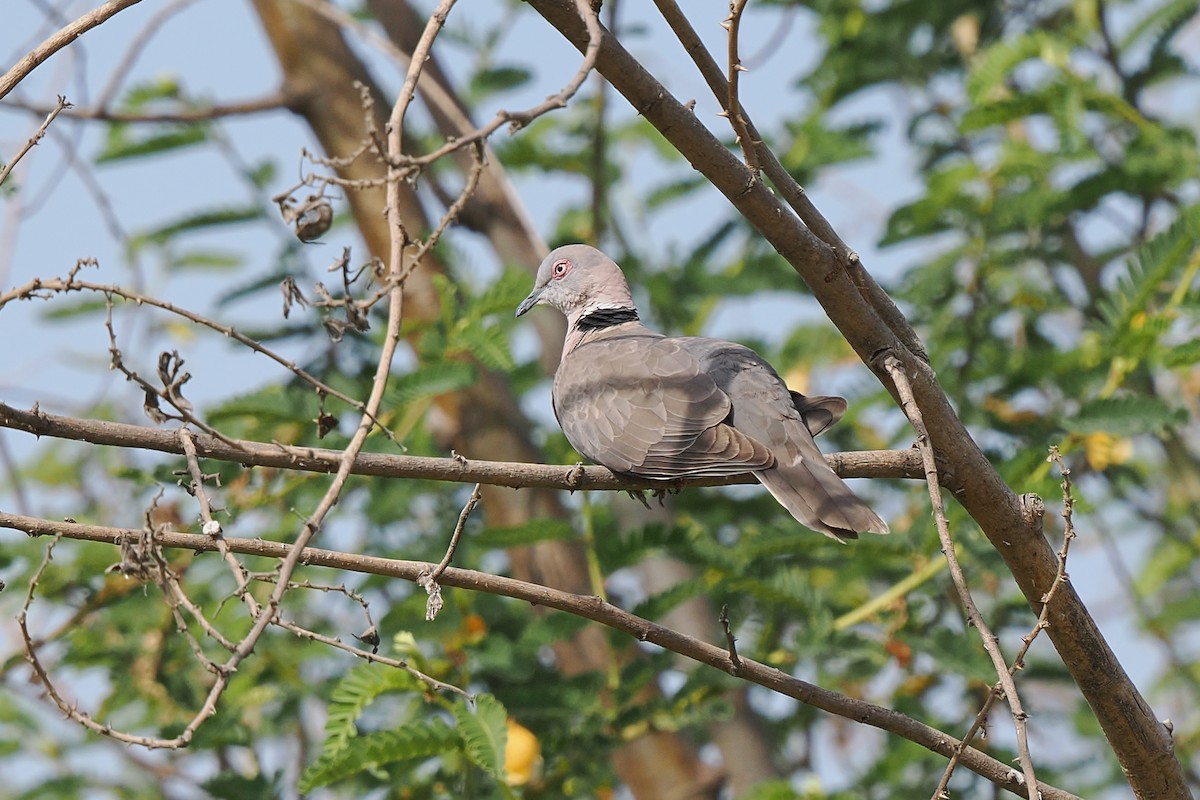 Горлиця суданська - ML646376196