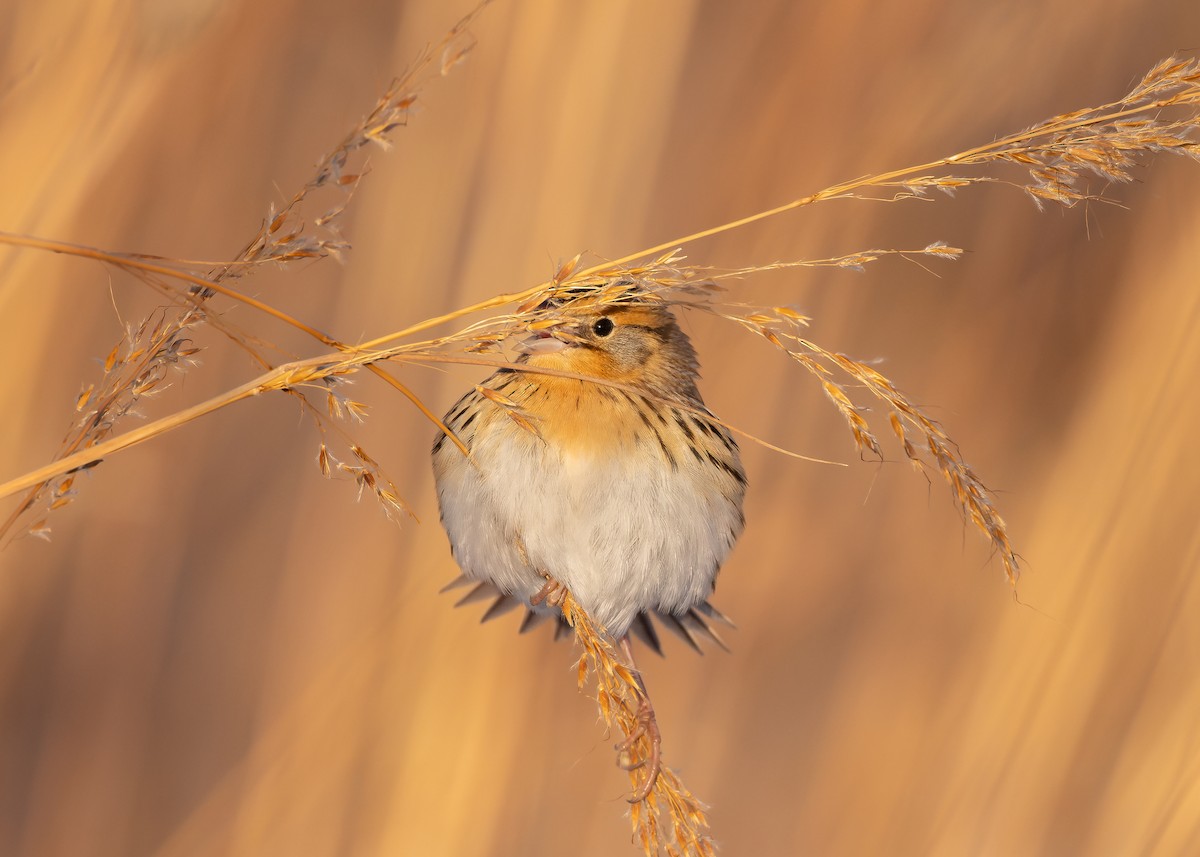 LeConte's Sparrow - ML646376199