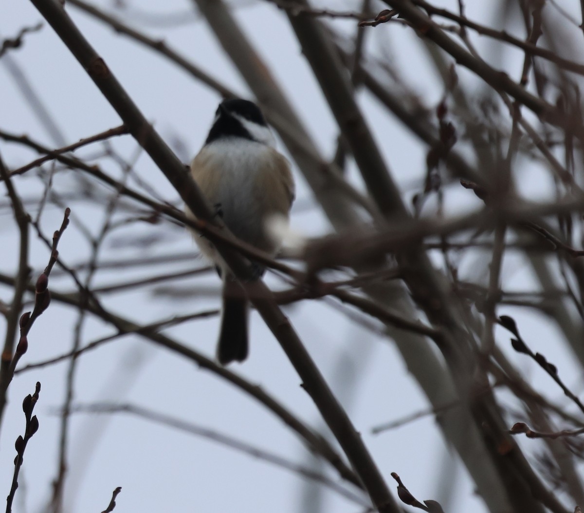 Гаїчка світлокрила - ML646376200