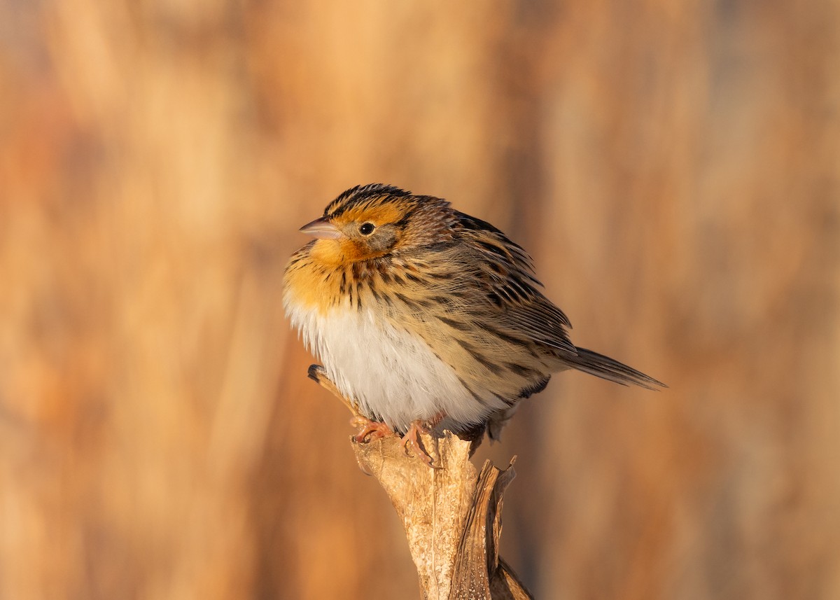LeConte's Sparrow - ML646376204