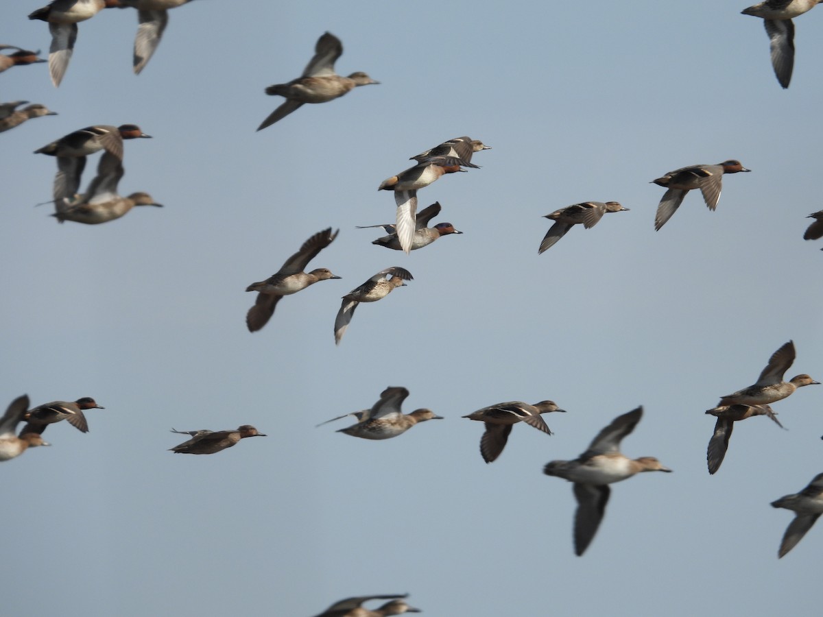 コガモ - ML646376210