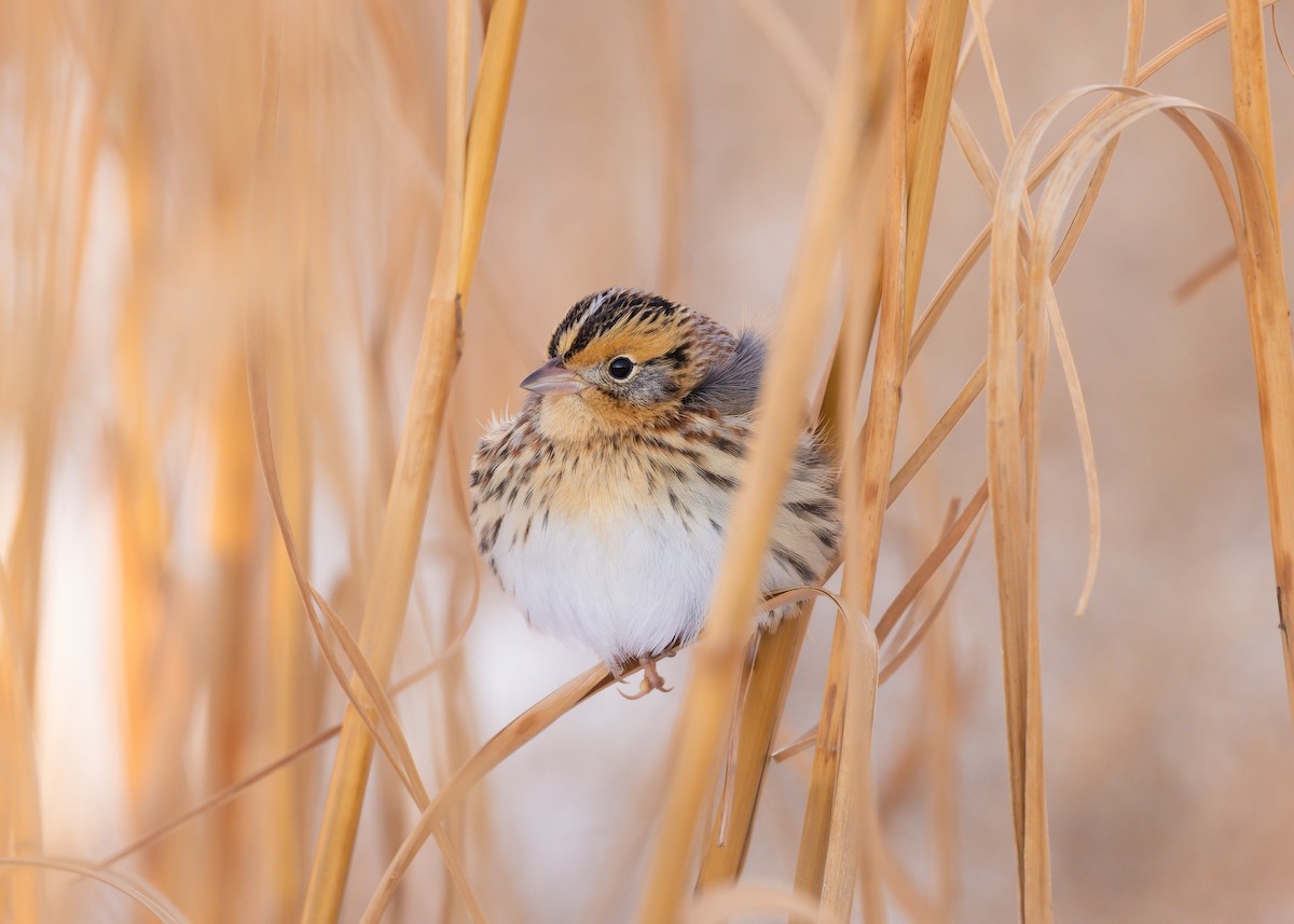 LeConte's Sparrow - ML646376211
