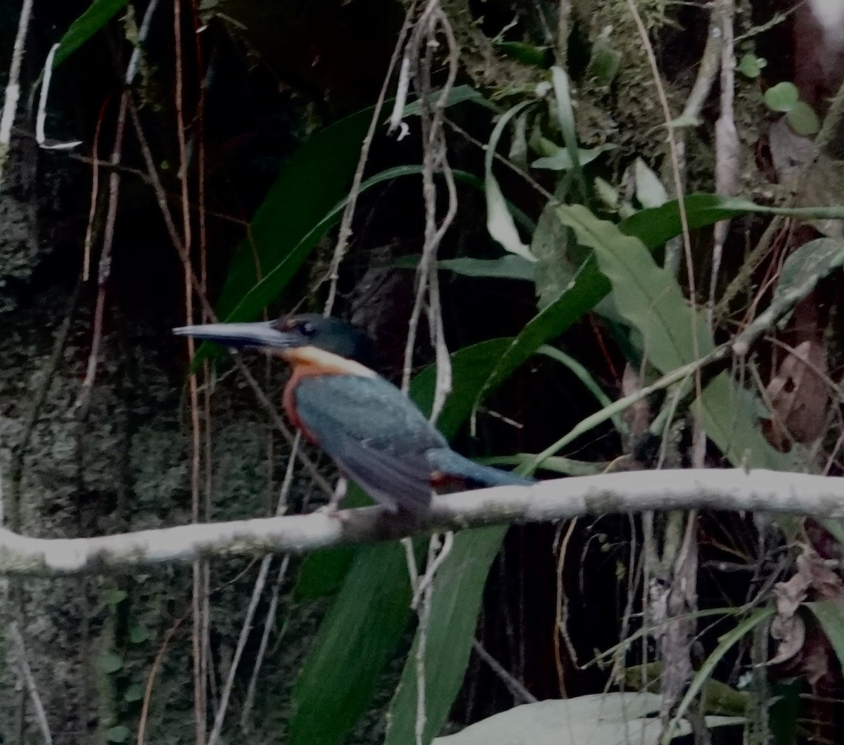 Рибалочка рудогрудий - ML646376212