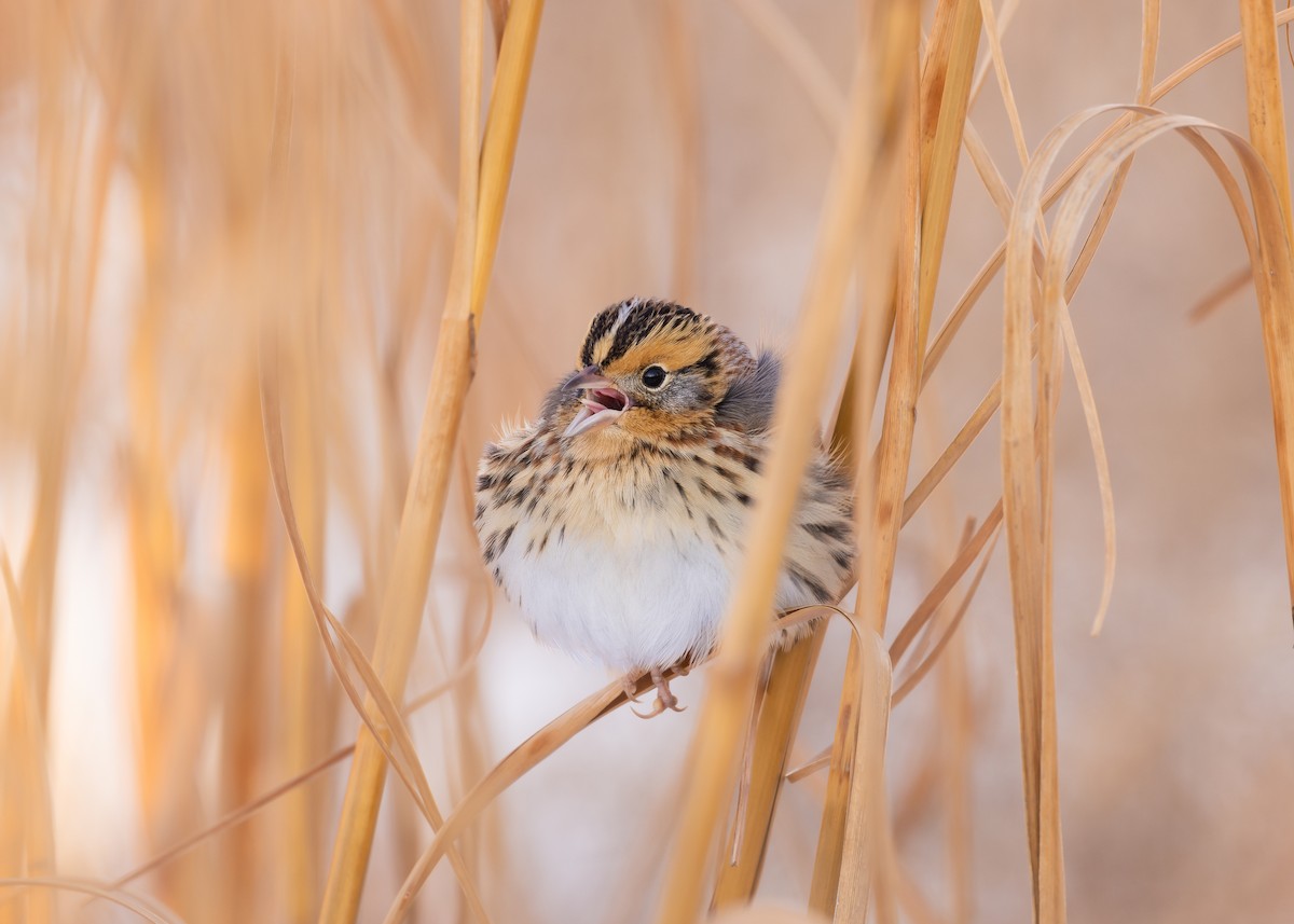 LeConte's Sparrow - ML646376213
