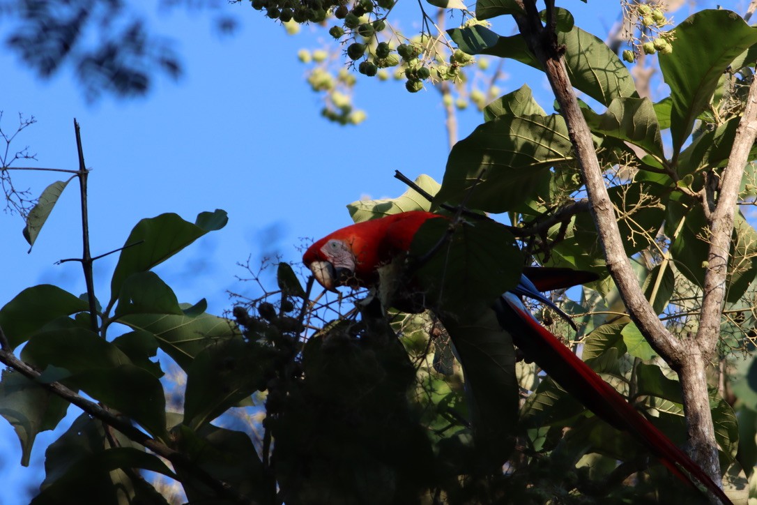 Араканга - ML646376214