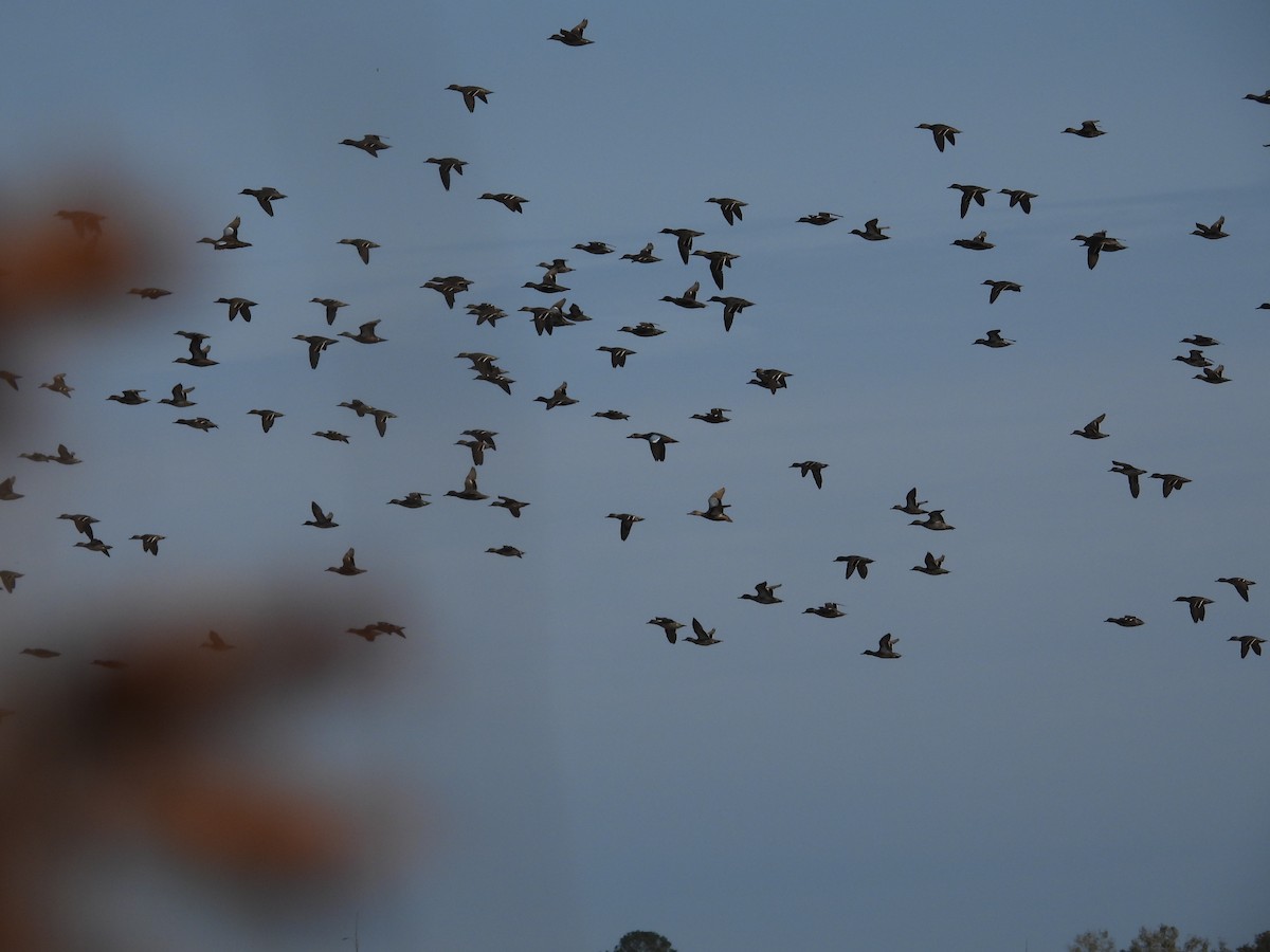 コガモ - ML646376215