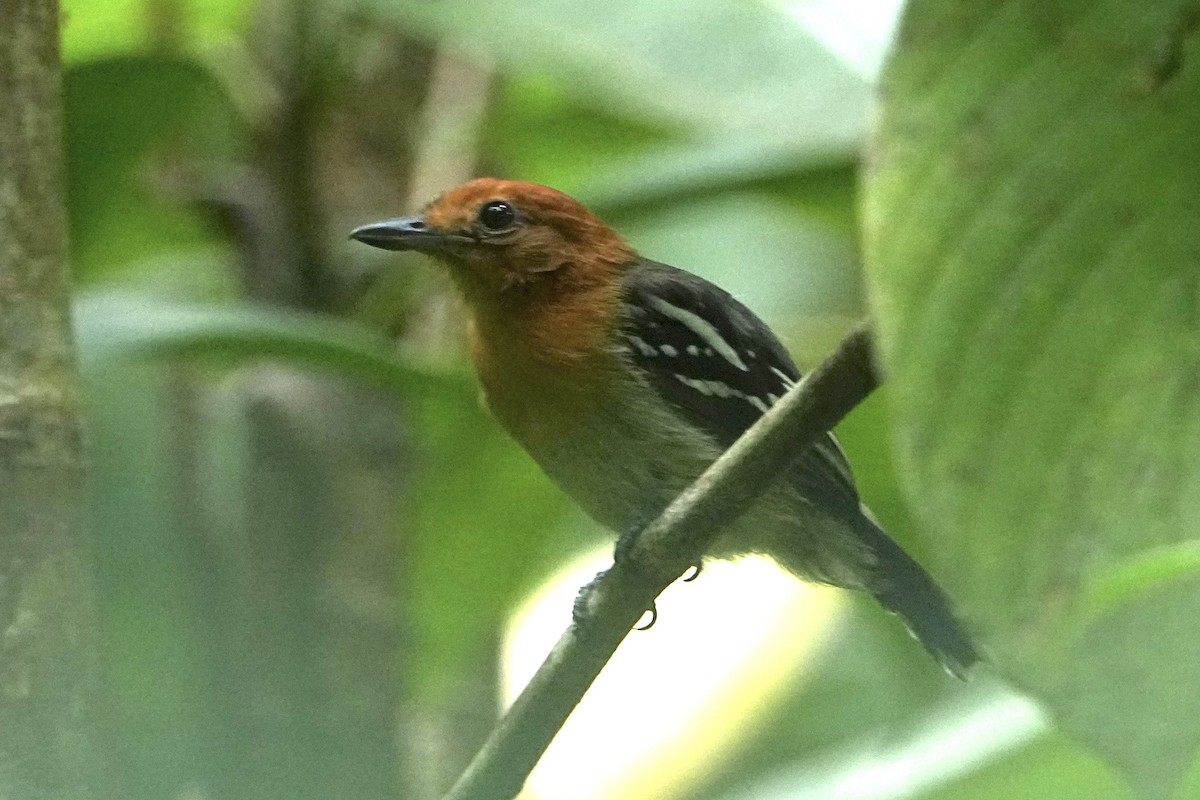 Amazonian Antshrike - ML646376218