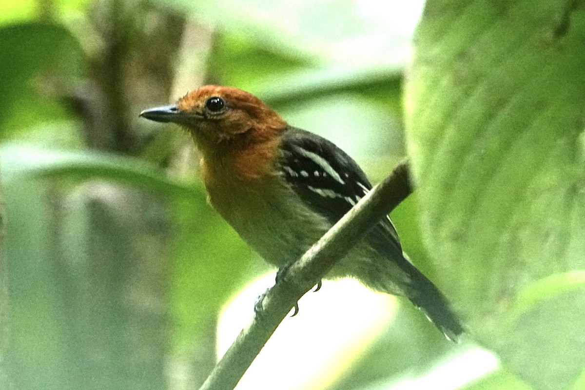 Amazonian Antshrike - ML646376219